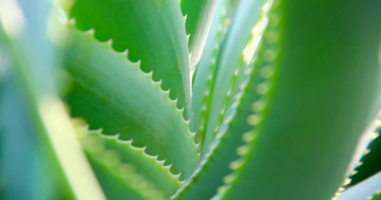 Aloe Vera