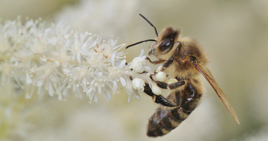 Ekologiskt odlad bivax - naturliga skatter från bina