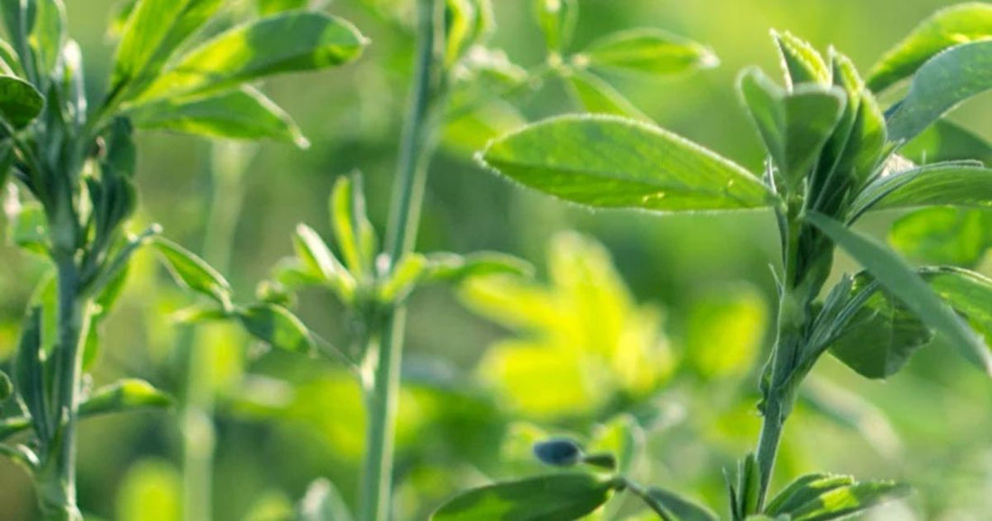 Alfalfa (Blålusern)