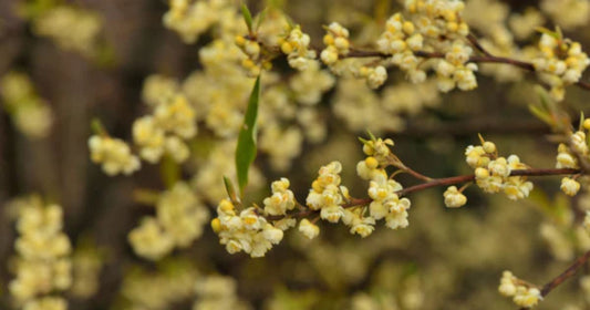 Litsea Cubeba