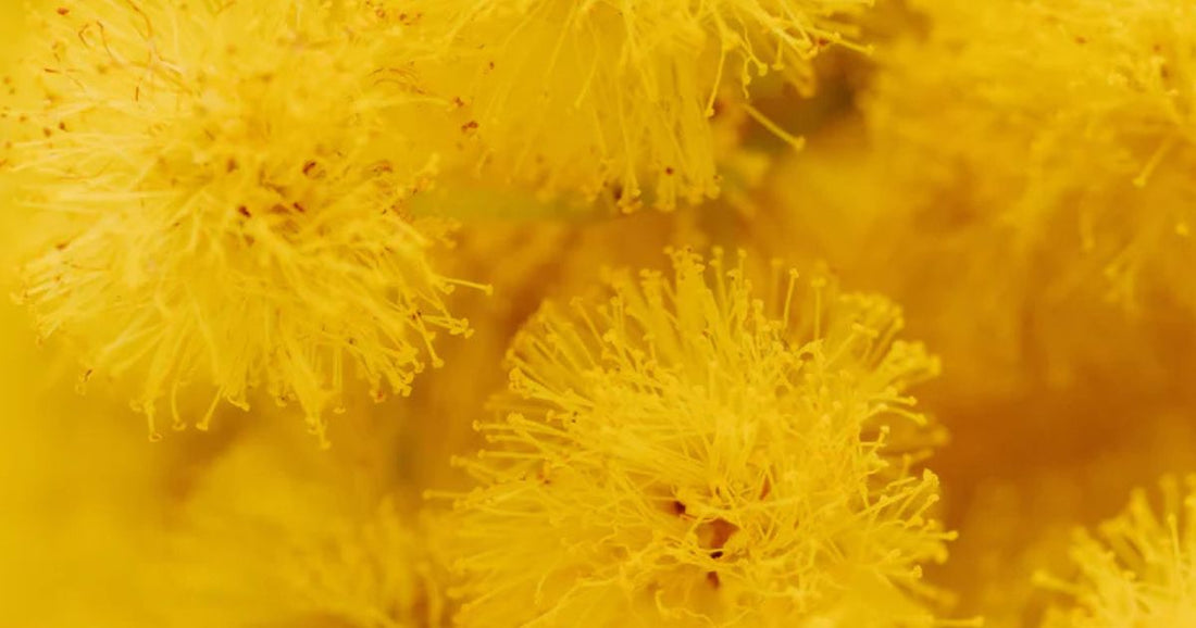 Växtbaserat kollagen