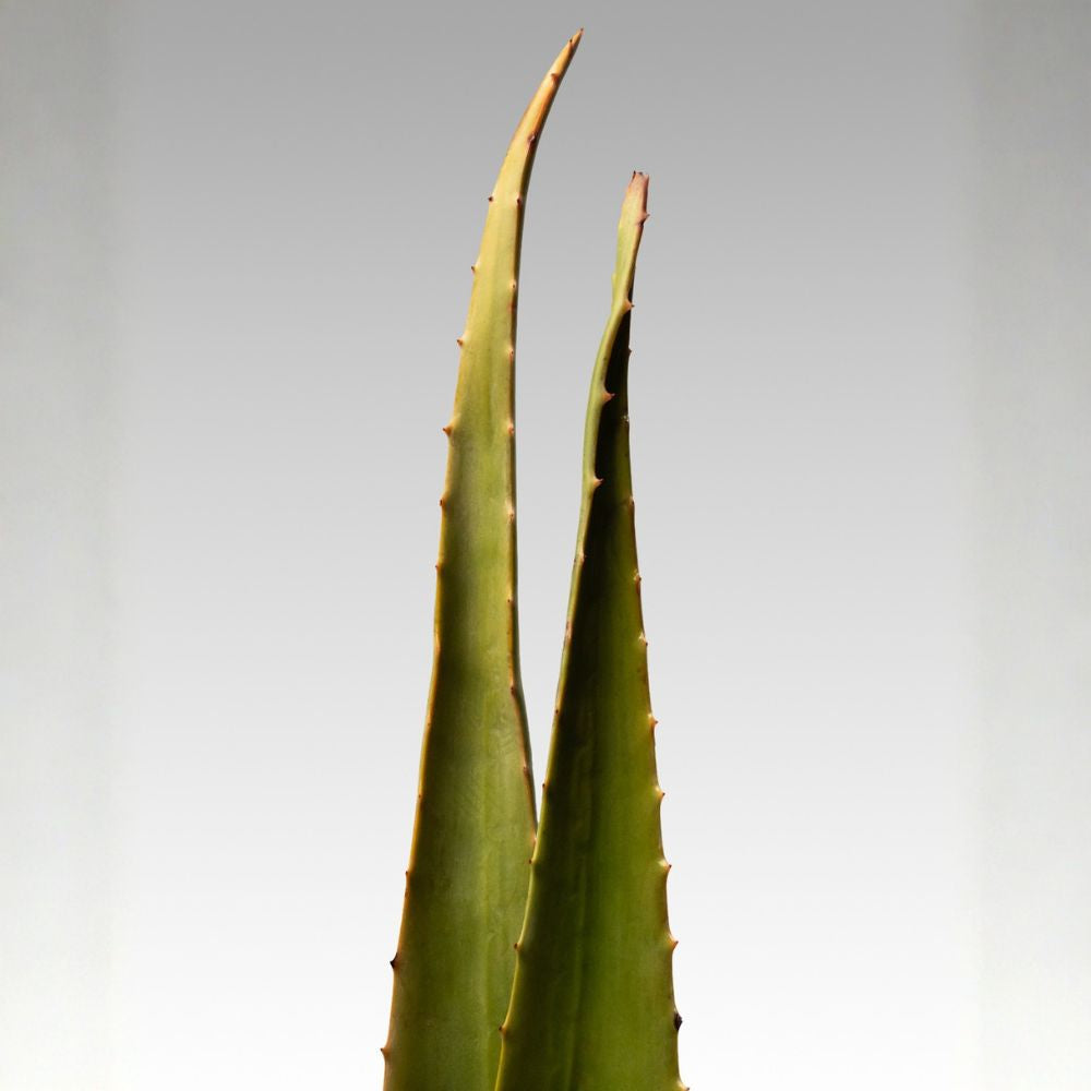 naturligt läppbalsam